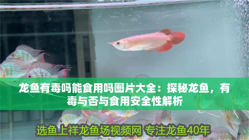 龍魚有毒嗎能食用嗎圖片大全：探秘龍魚，有毒與否與食用安全性解析