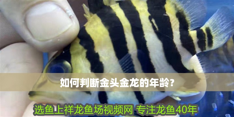 如何判斷金頭金龍的年齡？