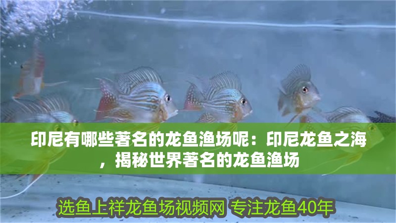 印尼有哪些著名的龍魚漁場呢：印尼龍魚之海，揭秘世界著名的龍魚漁場