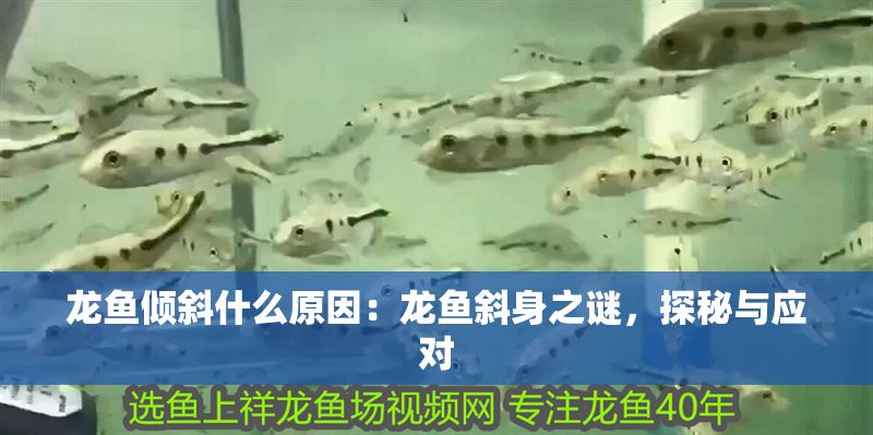 龍魚傾斜什么原因：龍魚斜身之謎，探秘與應(yīng)對(duì)