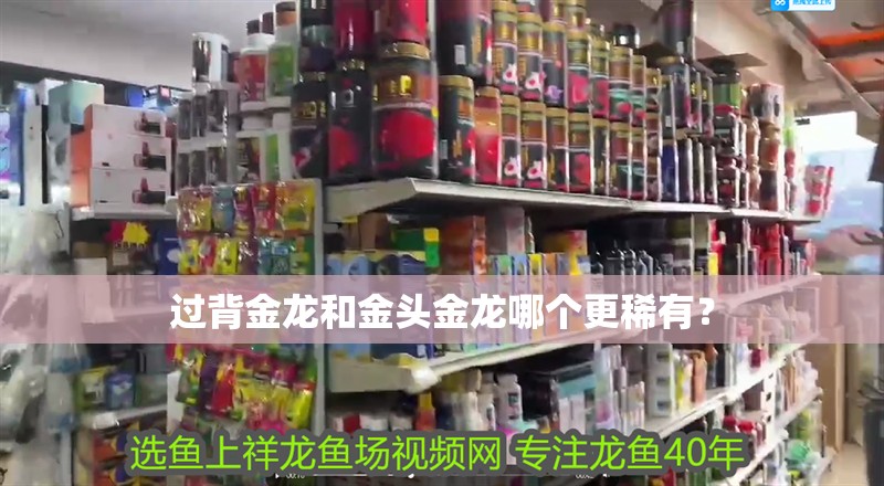 過背金龍和金頭金龍哪個更稀有？
