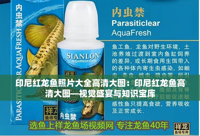 印尼紅龍魚照片大全高清大圖：印尼紅龍魚高清大圖—視覺盛宴與知識寶庫