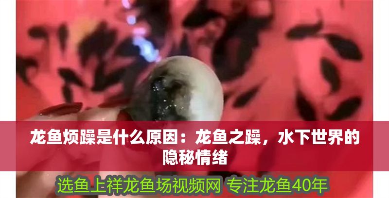 龍魚煩躁是什么原因：龍魚之躁，水下世界的隱秘情緒