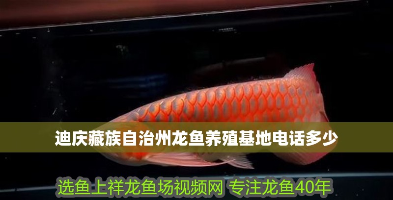 迪慶藏族自治州龍魚養殖基地電話多少