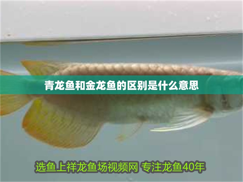 青龍魚和金龍魚的區(qū)別是什么意思