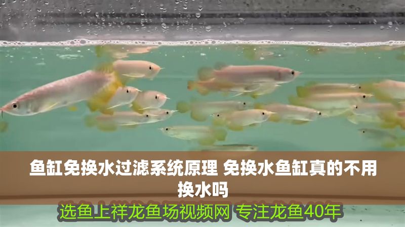 魚缸免換水過濾系統原理 免換水魚缸真的不用換水嗎