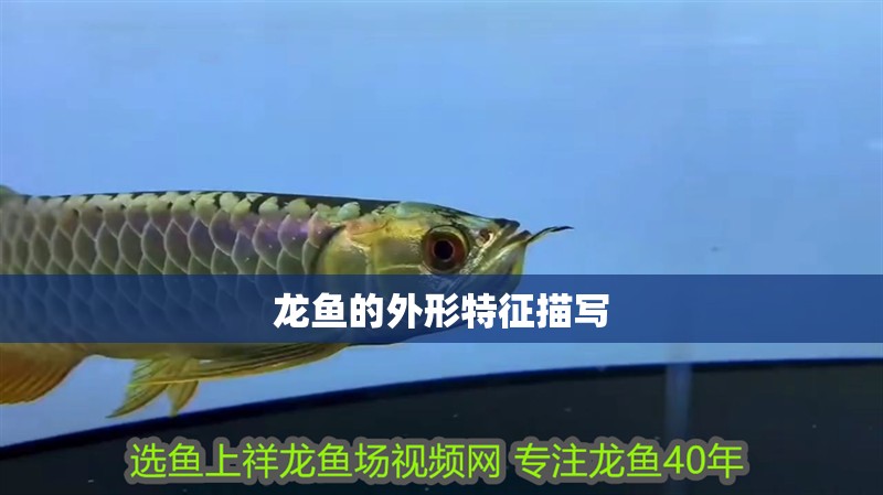 龍魚的外形特征描寫