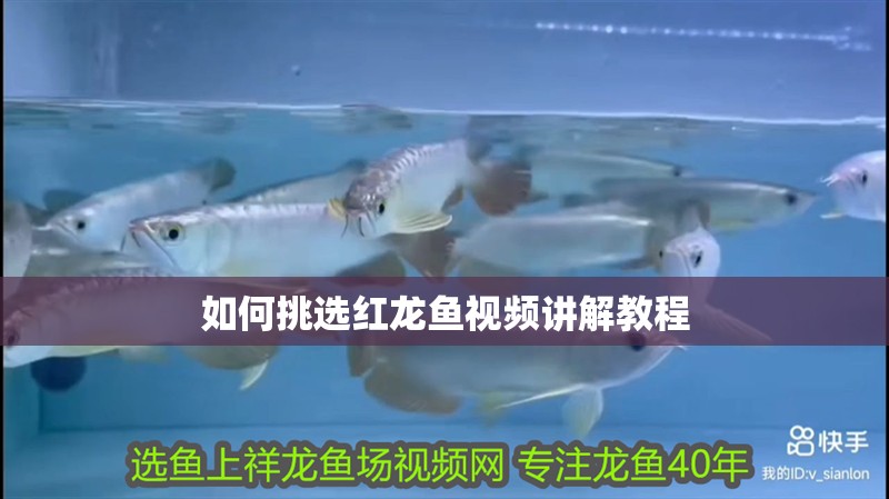 如何挑選紅龍魚視頻講解教程