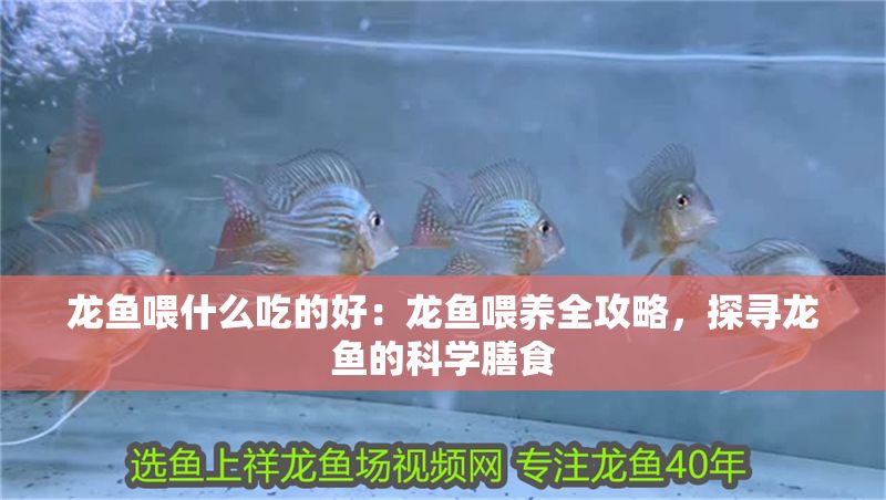 龍魚喂什么吃的好：龍魚喂養全攻略，探尋龍魚的科學膳食