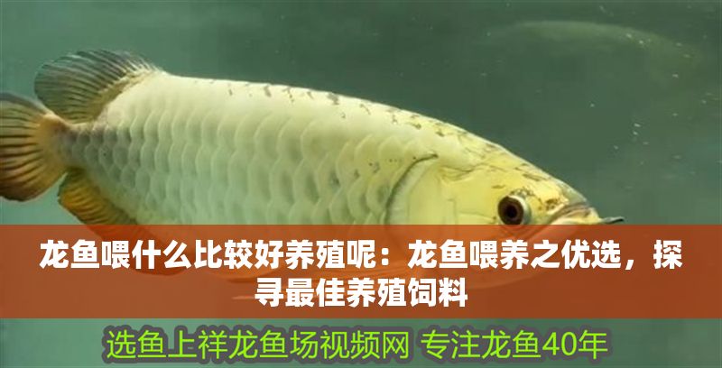龍魚喂什么比較好養(yǎng)殖呢：龍魚喂養(yǎng)之優(yōu)選，探尋最佳養(yǎng)殖飼料