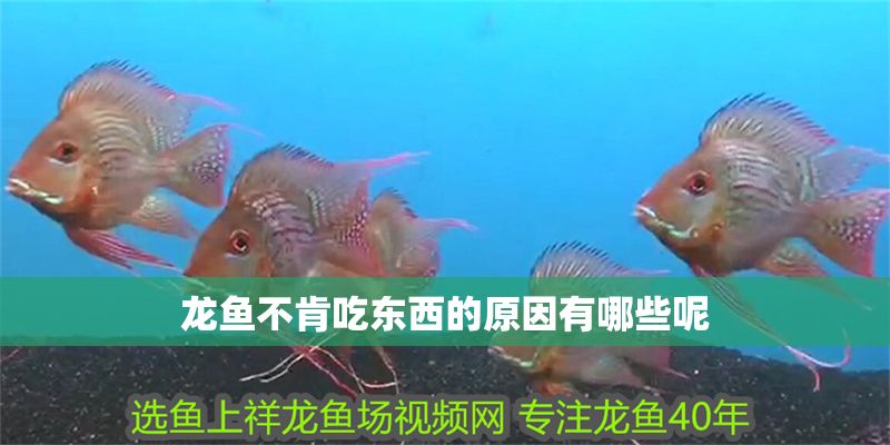 龍魚不肯吃東西的原因有哪些呢