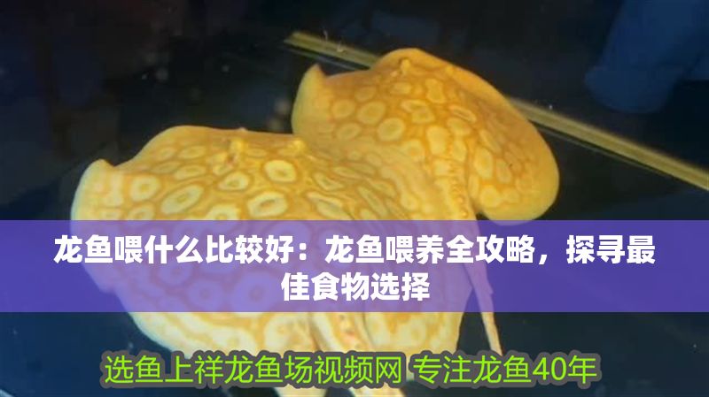 龍魚喂什么比較好：龍魚喂養全攻略，探尋最佳食物選擇