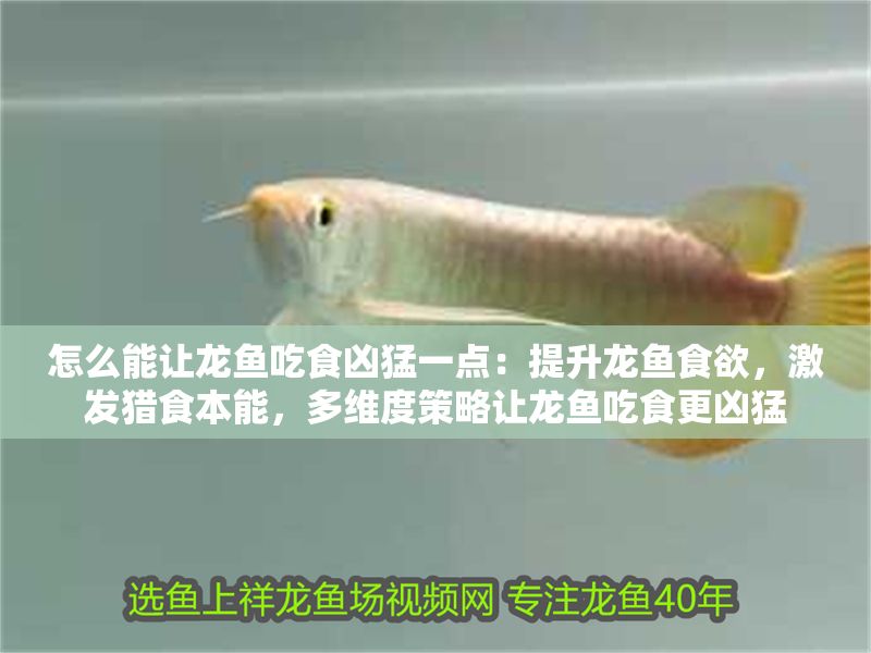 怎么能讓龍魚吃食兇猛一點：提升龍魚食欲，激發獵食本能，多維度策略讓龍魚吃食更兇猛