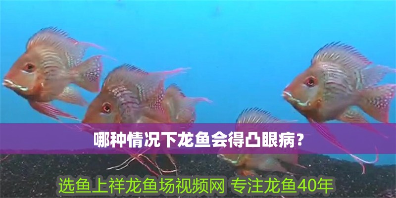 哪種情況下龍魚會得凸眼病？