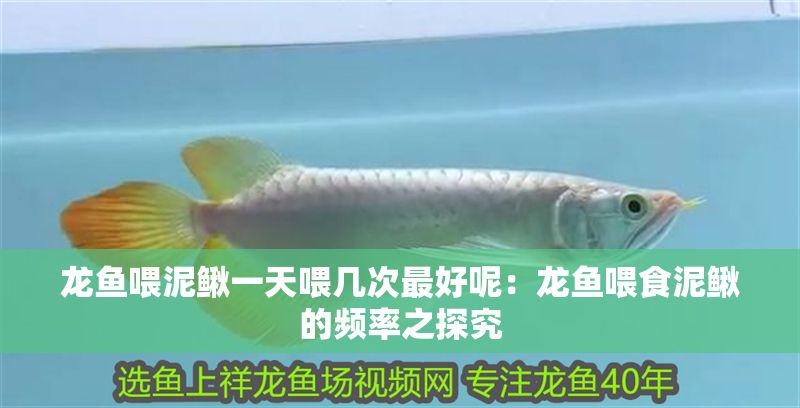 龍魚喂泥鰍一天喂幾次最好呢：龍魚喂食泥鰍的頻率之探究