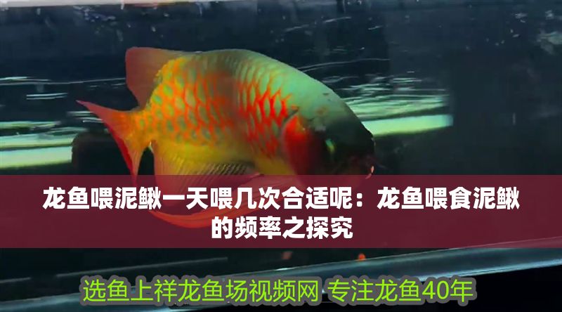 龍魚喂泥鰍一天喂幾次合適呢：龍魚喂食泥鰍的頻率之探究