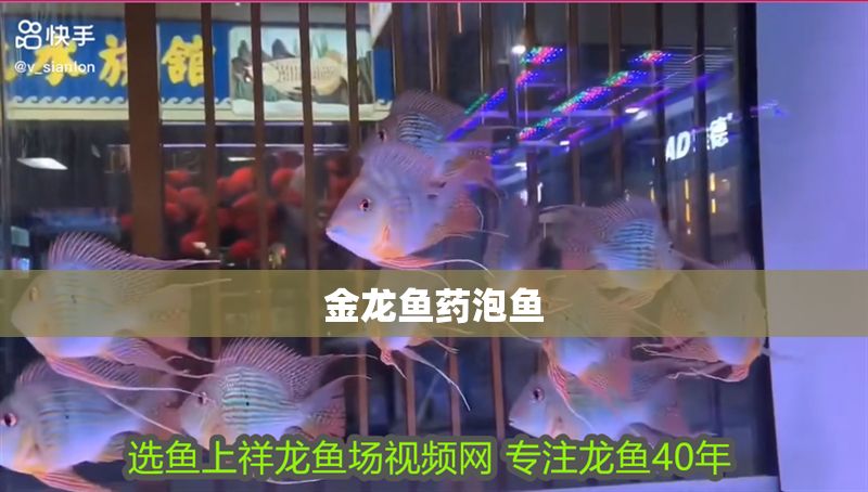 金龍魚藥泡魚
