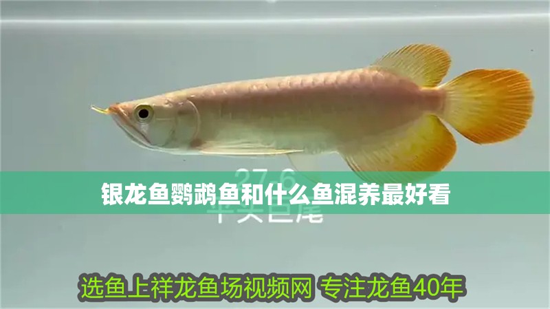 銀龍魚鸚鵡魚和什么魚混養(yǎng)最好看