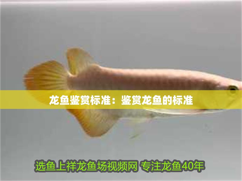 龍魚鑒賞標準：鑒賞龍魚的標準