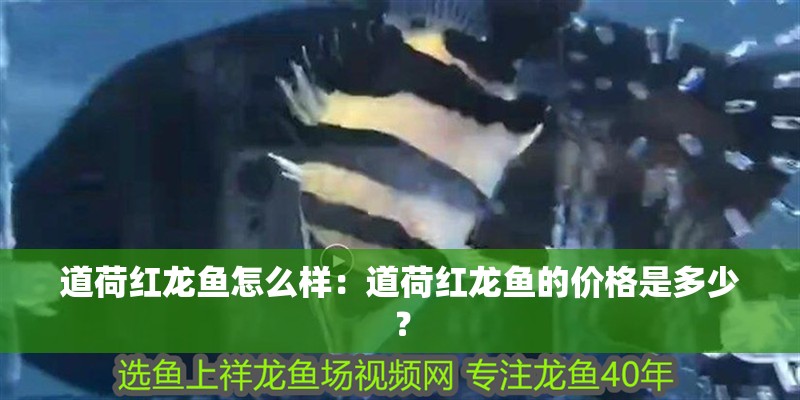 道荷紅龍魚怎么樣：道荷紅龍魚的價格是多少？