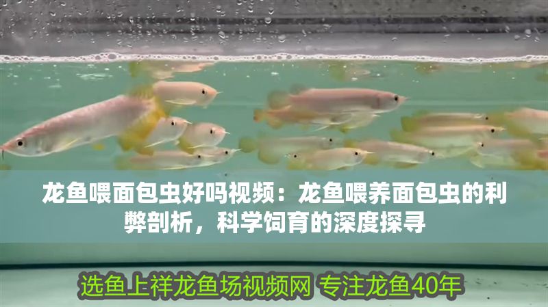 龍魚喂面包蟲好嗎視頻：龍魚喂養面包蟲的利弊剖析，科學飼育的深度探尋