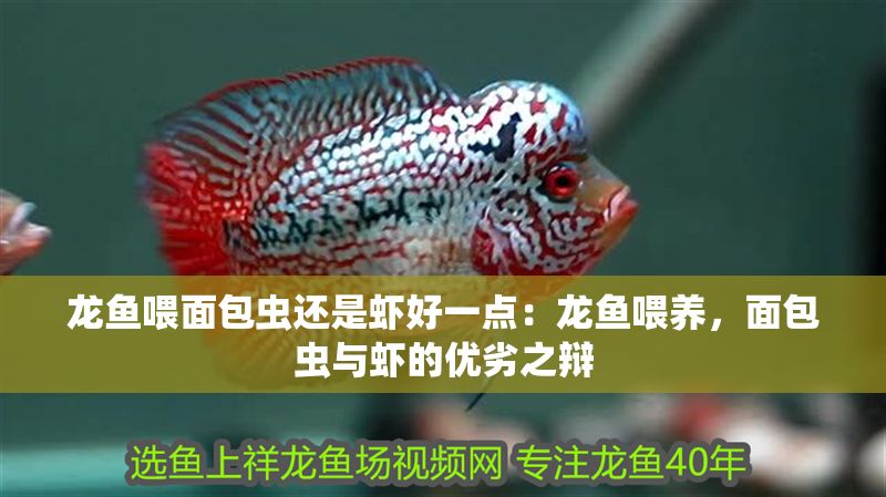 龍魚喂面包蟲還是蝦好一點：龍魚喂養，面包蟲與蝦的優劣之辯