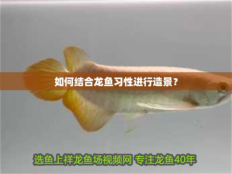 如何結合龍魚習性進行造景？ 如何結合龍魚習性進行造景？ 龍魚百科