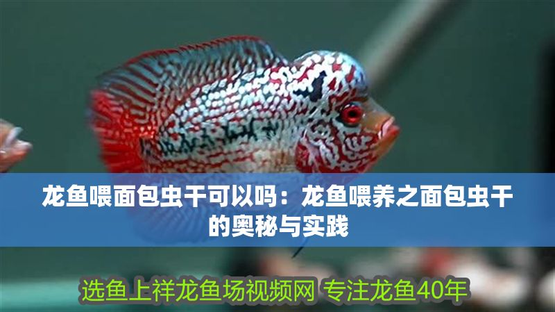 龍魚喂面包蟲干可以嗎：龍魚喂養之面包蟲干的奧秘與實踐