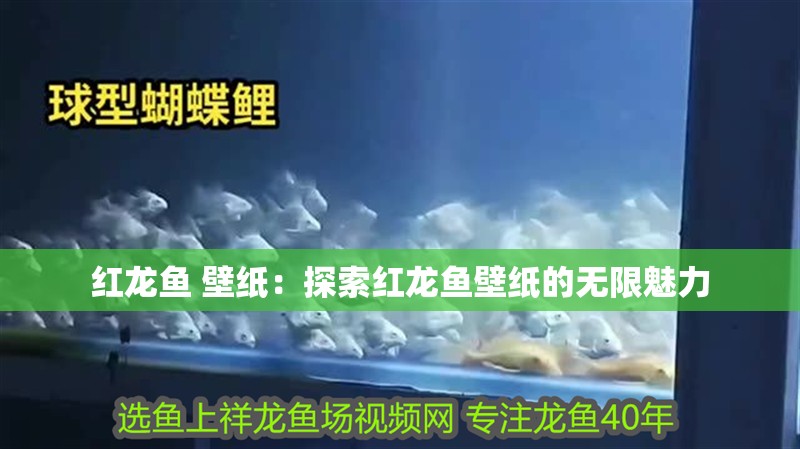 紅龍魚 壁紙：探索紅龍魚壁紙的無限魅力