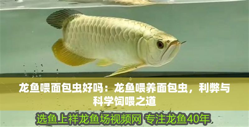 龍魚喂面包蟲好嗎：龍魚喂養(yǎng)面包蟲，利弊與科學飼喂之道