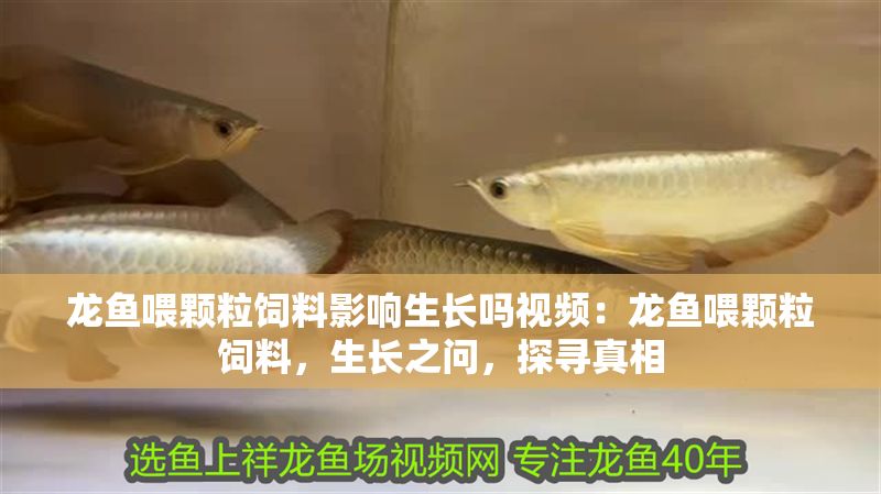 龍魚喂顆粒飼料影響生長嗎視頻：龍魚喂顆粒飼料，生長之問，探尋真相