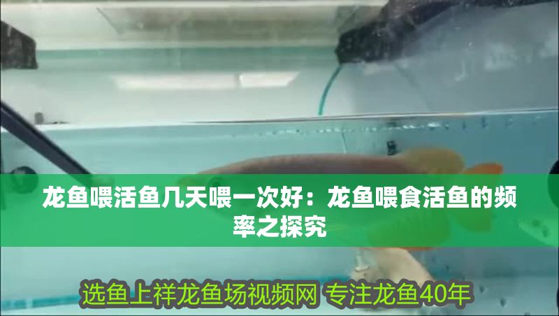 龍魚喂活魚幾天喂一次好：龍魚喂食活魚的頻率之探究