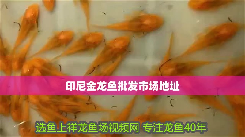 印尼金龍魚批發市場地址