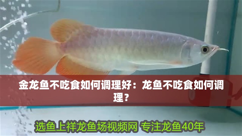 金龍魚不吃食如何調理好：龍魚不吃食如何調理？