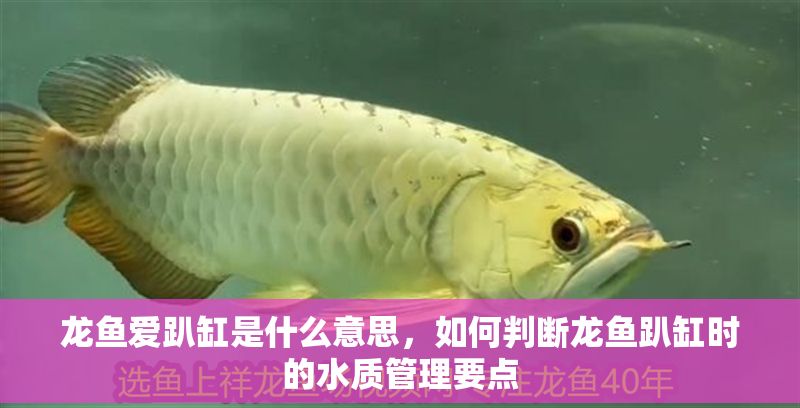 龍魚愛趴缸是什么意思，如何判斷龍魚趴缸時的水質管理要點