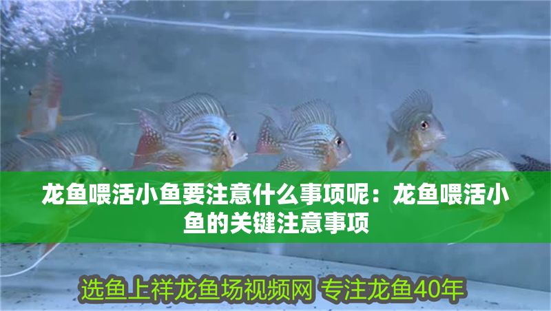 龍魚喂活小魚要注意什么事項呢：龍魚喂活小魚的關鍵注意事項