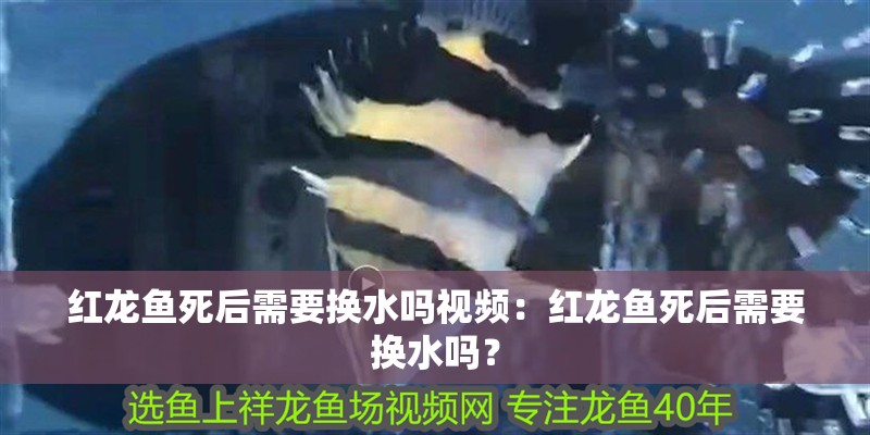 紅龍魚死后需要換水嗎視頻：紅龍魚死后需要換水嗎？