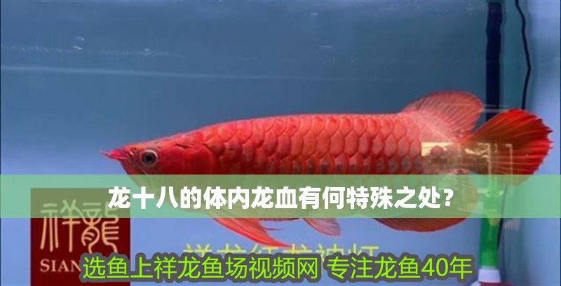 龍十八的體內龍血有何特殊之處？
