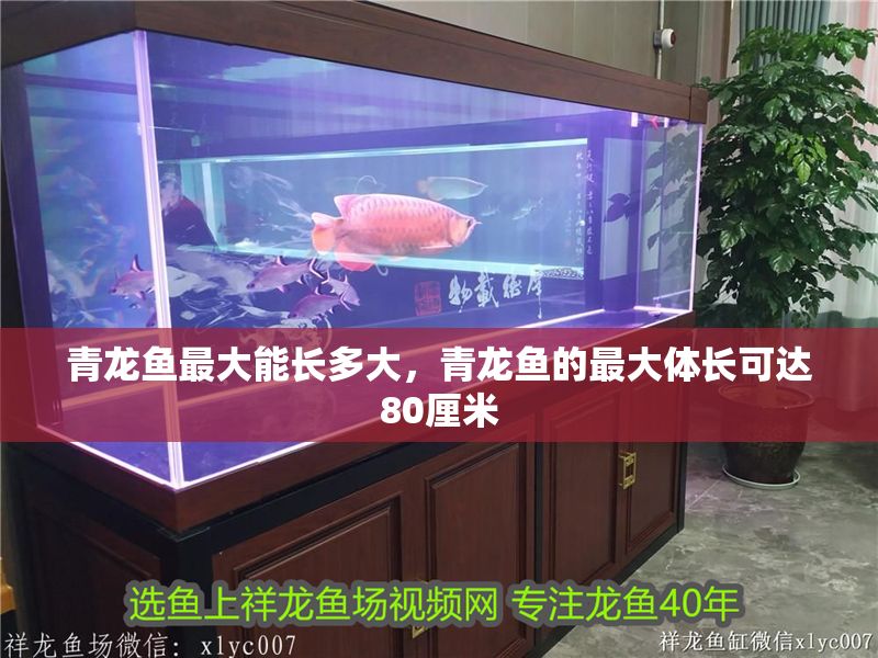青龍魚最大能長多大，青龍魚的最大體長可達80厘米