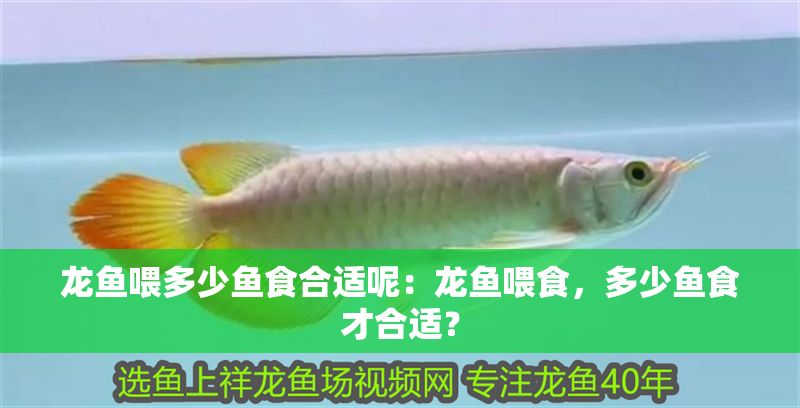 龍魚喂多少魚食合適呢：龍魚喂食，多少魚食才合適？
