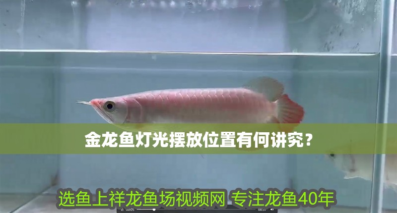 金龍魚燈光擺放位置有何講究？