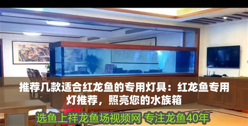 推薦幾款適合紅龍魚的專用燈具：紅龍魚專用燈推薦，照亮您的水族箱