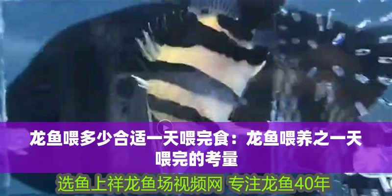 龍魚喂多少合適一天喂完食：龍魚喂養之一天喂完的考量