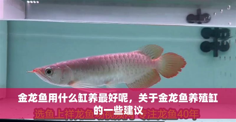 金龍魚用什么缸養最好呢，關于金龍魚養殖缸的一些建議