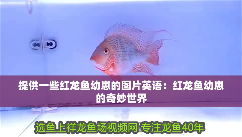 提供一些紅龍魚(yú)幼崽的圖片英語(yǔ)：紅龍魚(yú)幼崽的奇妙世界