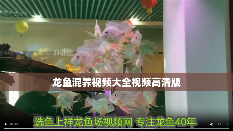 龍魚混養視頻大全視頻高清版