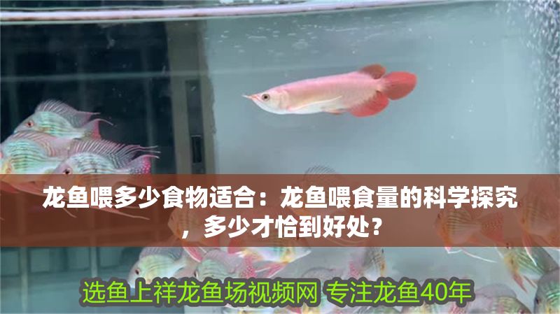 龍魚喂多少食物適合：龍魚喂食量的科學探究，多少才恰到好處？