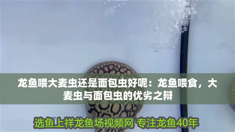 龍魚喂大麥蟲還是面包蟲好呢：龍魚喂食，大麥蟲與面包蟲的優劣之辯