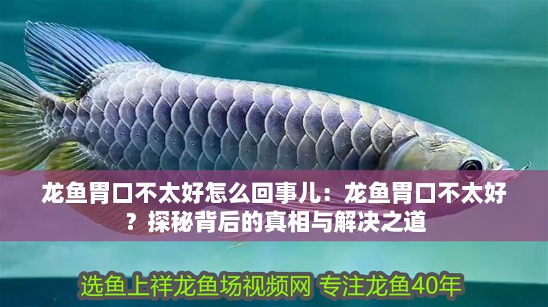 龍魚胃口不太好怎么回事兒：龍魚胃口不太好？探秘背后的真相與解決之道