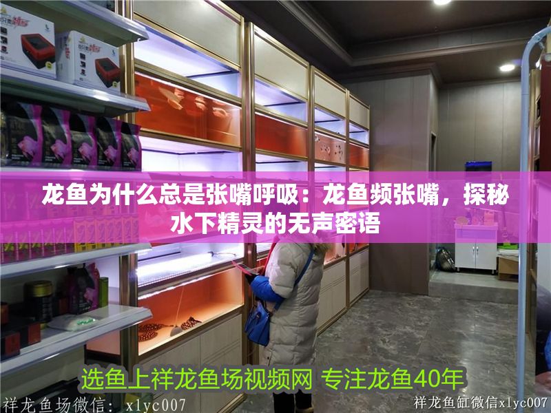 龍魚為什么總是張嘴呼吸：龍魚頻張嘴，探秘水下精靈的無聲密語